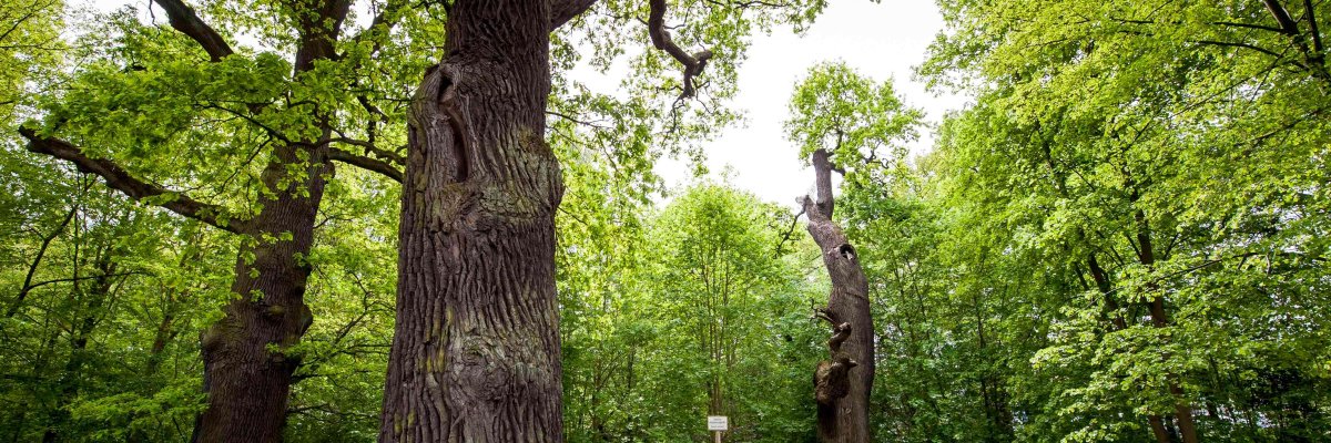 Eichenensemble Schönwalde-Siedlung
