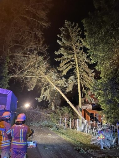 umgetürtzte Bäume im Straßenbereich